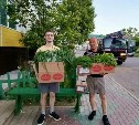 Сахалинцы заготавливают домашнюю зелень для участников СВО