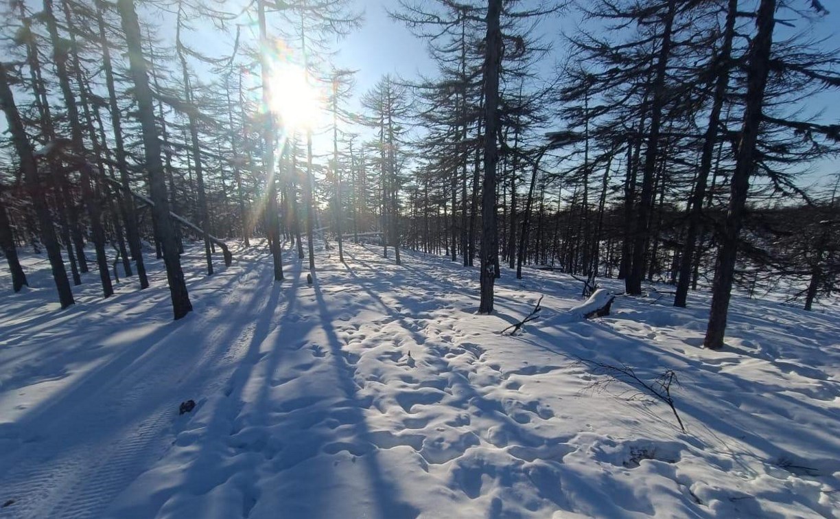 Охрану краснокнижных оленей усилили на севере Сахалина