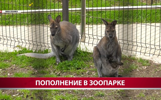 Рождённый на Сахалине кенгурёнок уедет в другой зоопарк через год