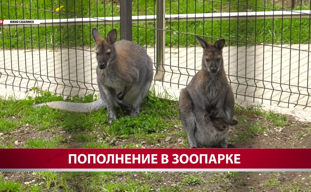 Рождённый на Сахалине кенгурёнок уедет в другой зоопарк через год
