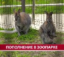 Рождённый на Сахалине кенгурёнок уедет в другой зоопарк через год