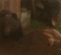 В Рощино застрелили медведя, задравшего двух собак