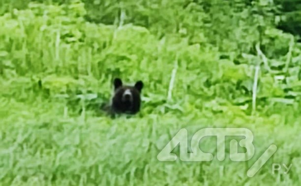 "Братан, иди сюда!": мужчина на Сахалине пытался приблизиться к медведю