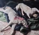 "И кто скажет, что на Сахалине нет волков?": самку и самца хищника застрелили у села Вал 