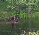 "Осторожно, купающийся медведь!": сахалинцы встретили хищника на водоёме