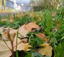 Дождь и до +14°: уточненный прогноз погоды в Южно-Сахалинске на понедельник 