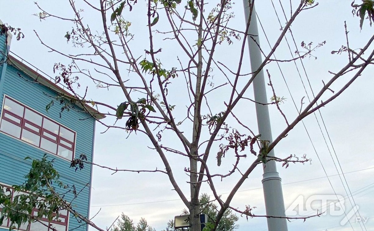 "Происходит что-то нехорошее": жителей Южно-Сахалинска пугают голые деревья после бабочек-убийц 