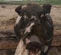 Ветеринары взяли пробы кабана, которого вынесло море на севере Сахалина