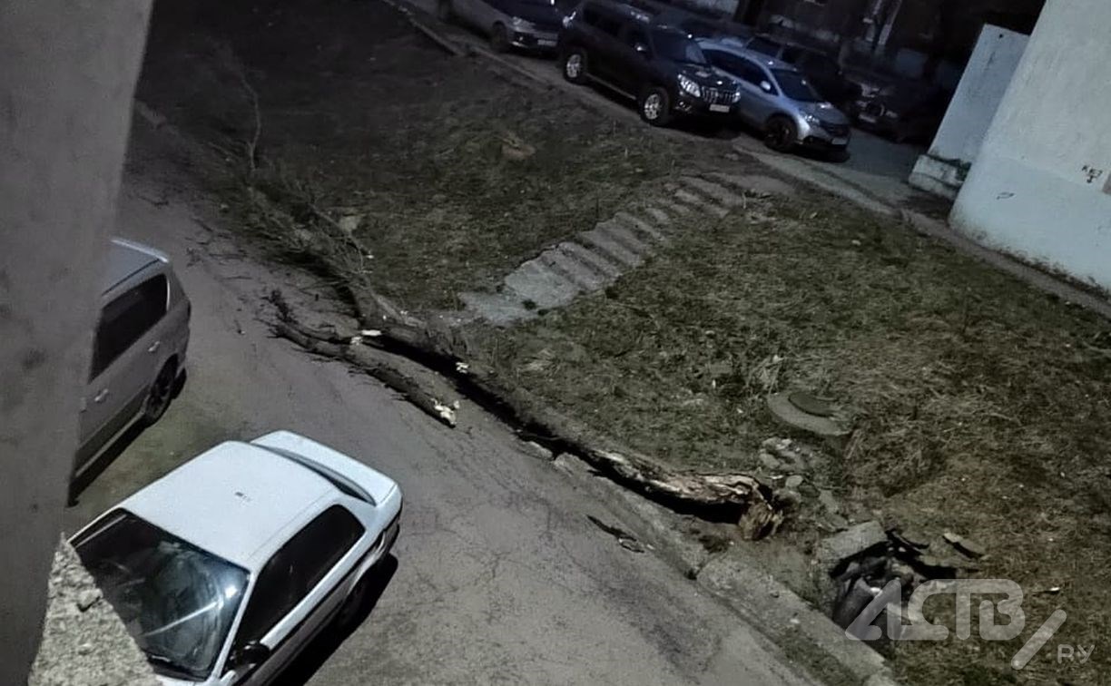 Дерево рухнуло во дворе дома в Холмске