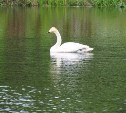 Лебедя, который поселился на озере в парке Южно-Сахалинска, забрали ветеринары