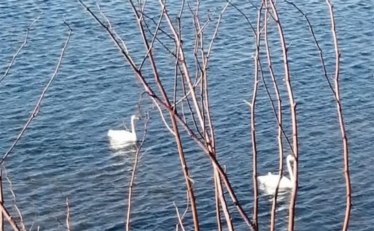 "Весна, однако": сахалинцы в разных районах острова заметили лебедей