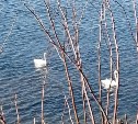 "Весна, однако": сахалинцы в разных районах острова заметили лебедей