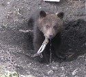 Сахалинцы хотели получить за живого медвежонка 40 тысяч рублей, но получили только штраф в 500 руб
