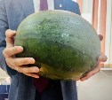 16-килограммовый арбуз вырастили в анивском селе Огоньки