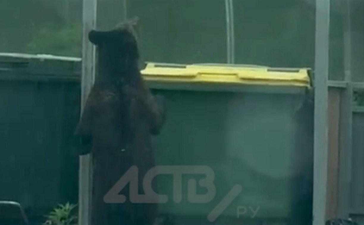 Медведь на Сахалине пытался найти еду на помойке