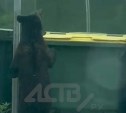 Медведь на Сахалине пытался найти еду на помойке