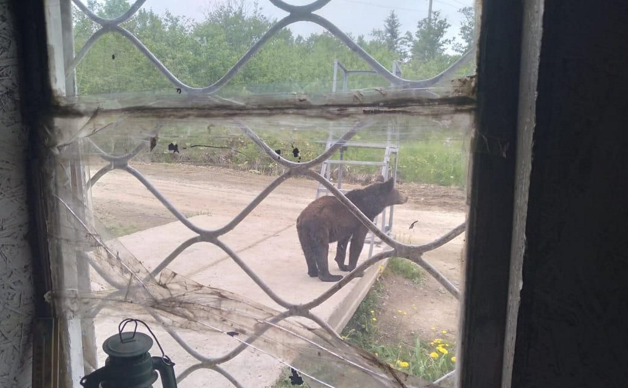 Очевидцы: к военнослужащим в Анивском районе заглянул медведь