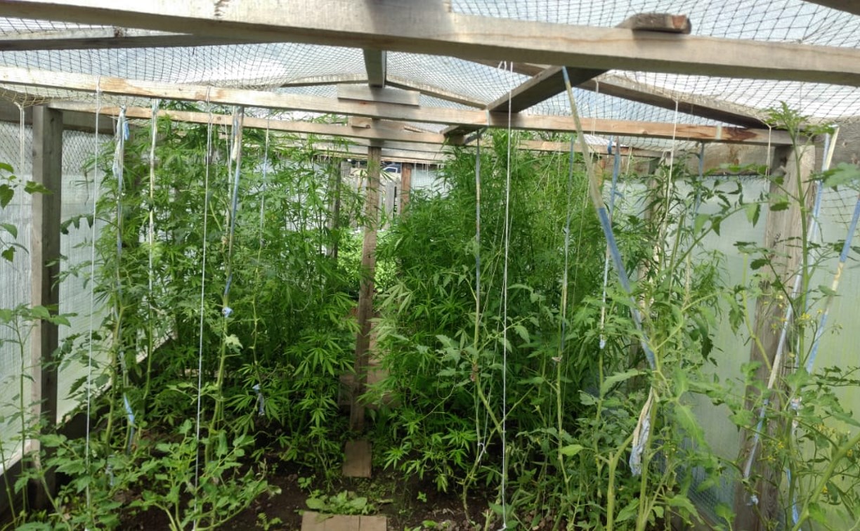 В теплице для огурцов и помидоров южносахалинец выращивал коноплю