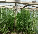 В теплице для огурцов и помидоров южносахалинец выращивал коноплю