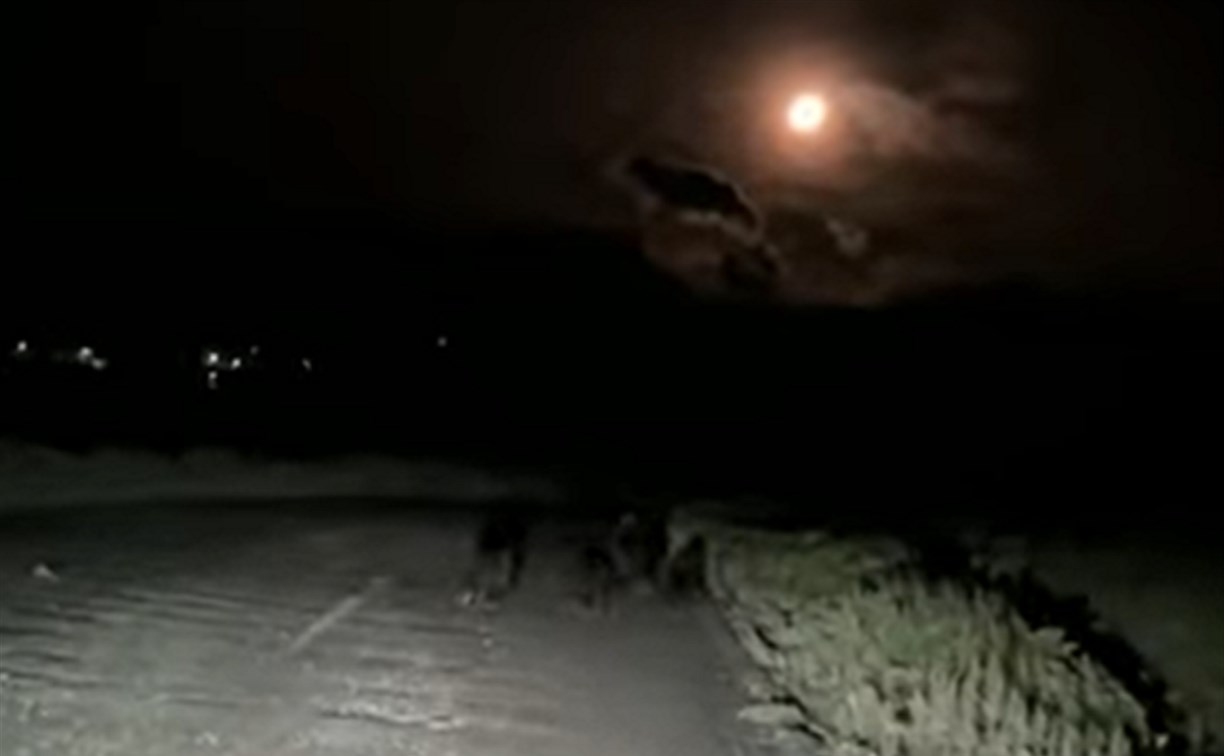 Медведица с тремя медвежатами показалась из темноты перед автомобилем на Курилах