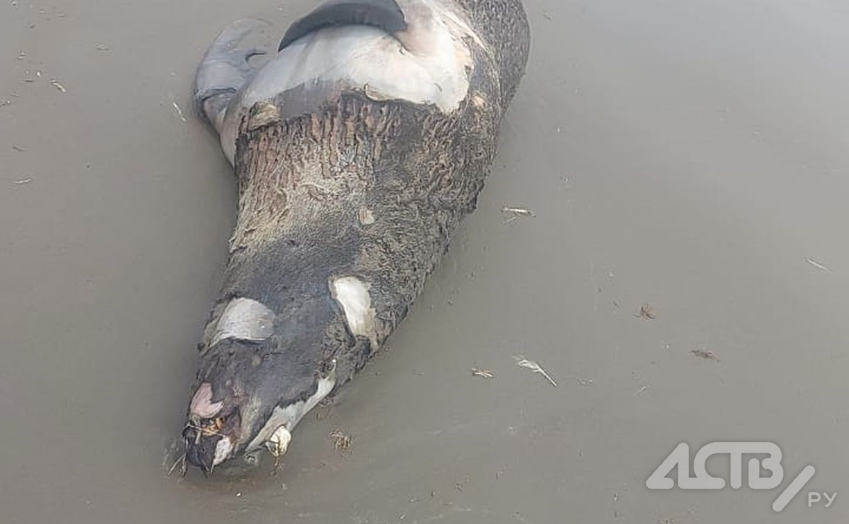 Появились кадры массового выброса мёртвых животных на побережье Поронайского района