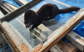 Общество