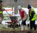 Улицы Южно-Сахалинска в 2025 году украсят 80 тысяч тюльпанов