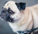 Мопсы и бульдоги могут исчезнуть в ближайшие 10 лет