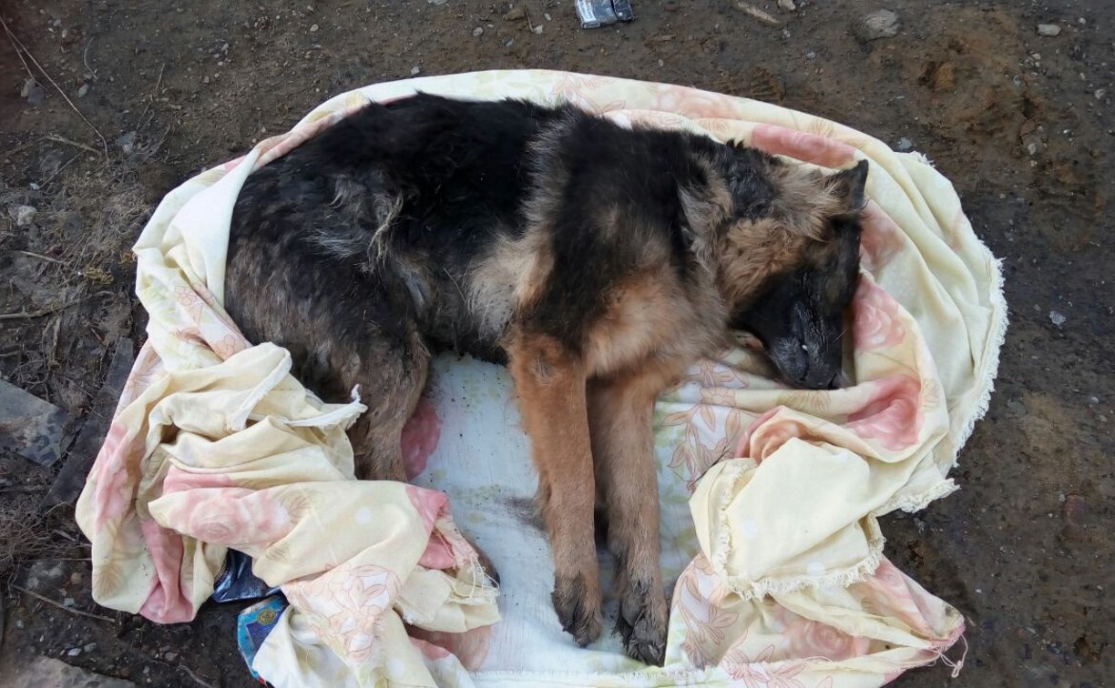 В Быкове собаку убило током на прогулке
