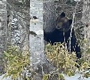"Красавчик такой!": на Кунашире сняли проснувшегося молодого медведя