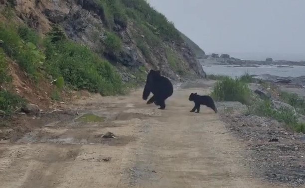 Сахалинцы спугнули отдыхающих в бухте Тихой медведицу с детёнышем