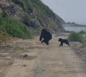 Сахалинцы спугнули отдыхающих в бухте Тихой медведицу с детёнышем