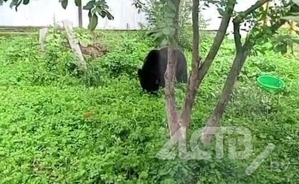 Медведь на Сахалине махнул через двухметровый забор ради ароматных яблок