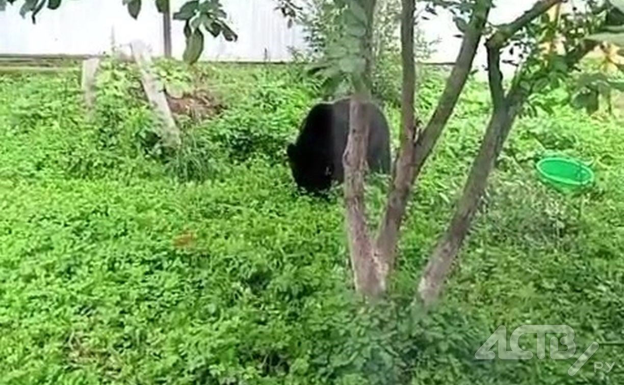 Медведь на Сахалине махнул через двухметровый забор ради ароматных яблок