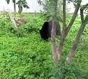 Медведь на Сахалине махнул через двухметровый забор ради ароматных яблок