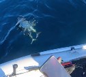 "Это невероятно": сахалинка подцепила на удочку сразу двух тунцов 