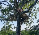 На Камчатке спасатели сняли с дерева детей, игравших в штаб