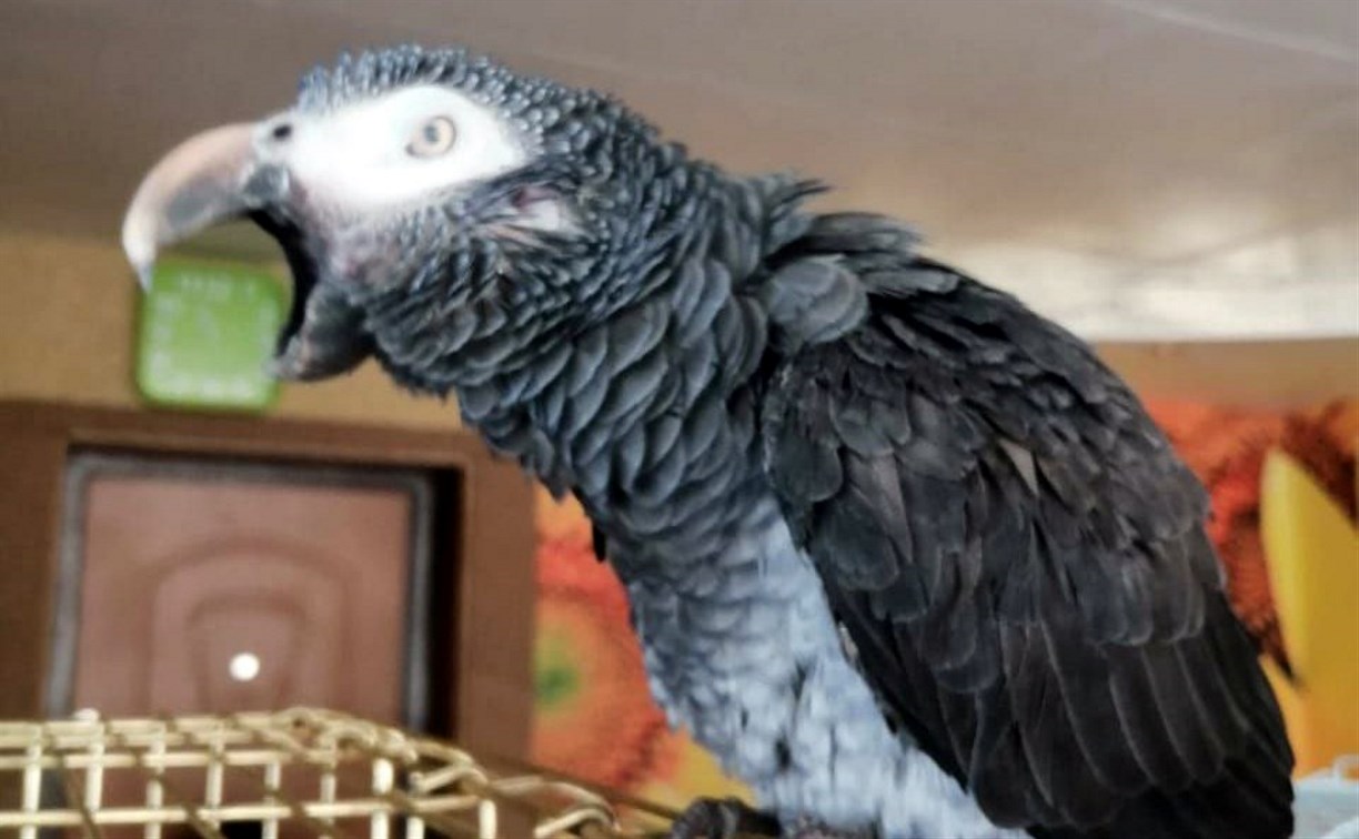 Говорящий попугай-долгожитель Боцман потерялся на Сахалине 