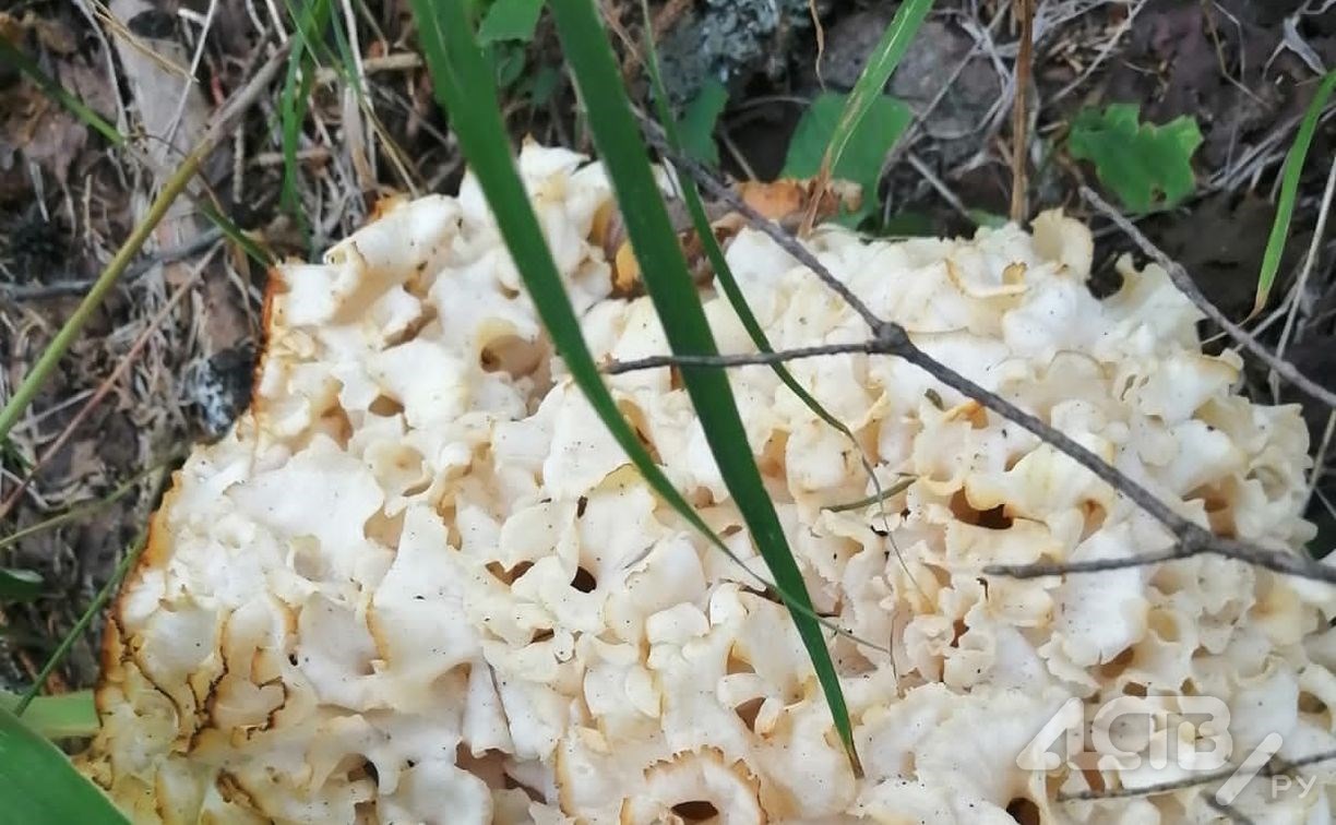 "Брать не стал - вдруг ядовитый?": сахалинец обнаружил в лесу гриб странной формы