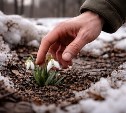 Россиянам напомнили о штрафах и даже тюрьме за сорванный подснежник