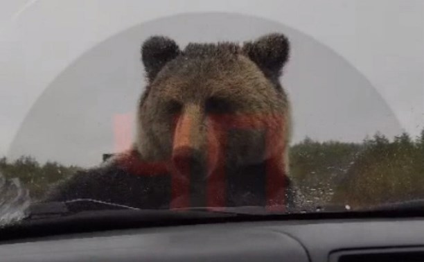 Очевидцы: в Охинском районе медведь отодрал дворник на автомобиле 