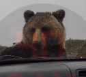 Очевидцы: в Охинском районе медведь отодрал дворник на автомобиле 