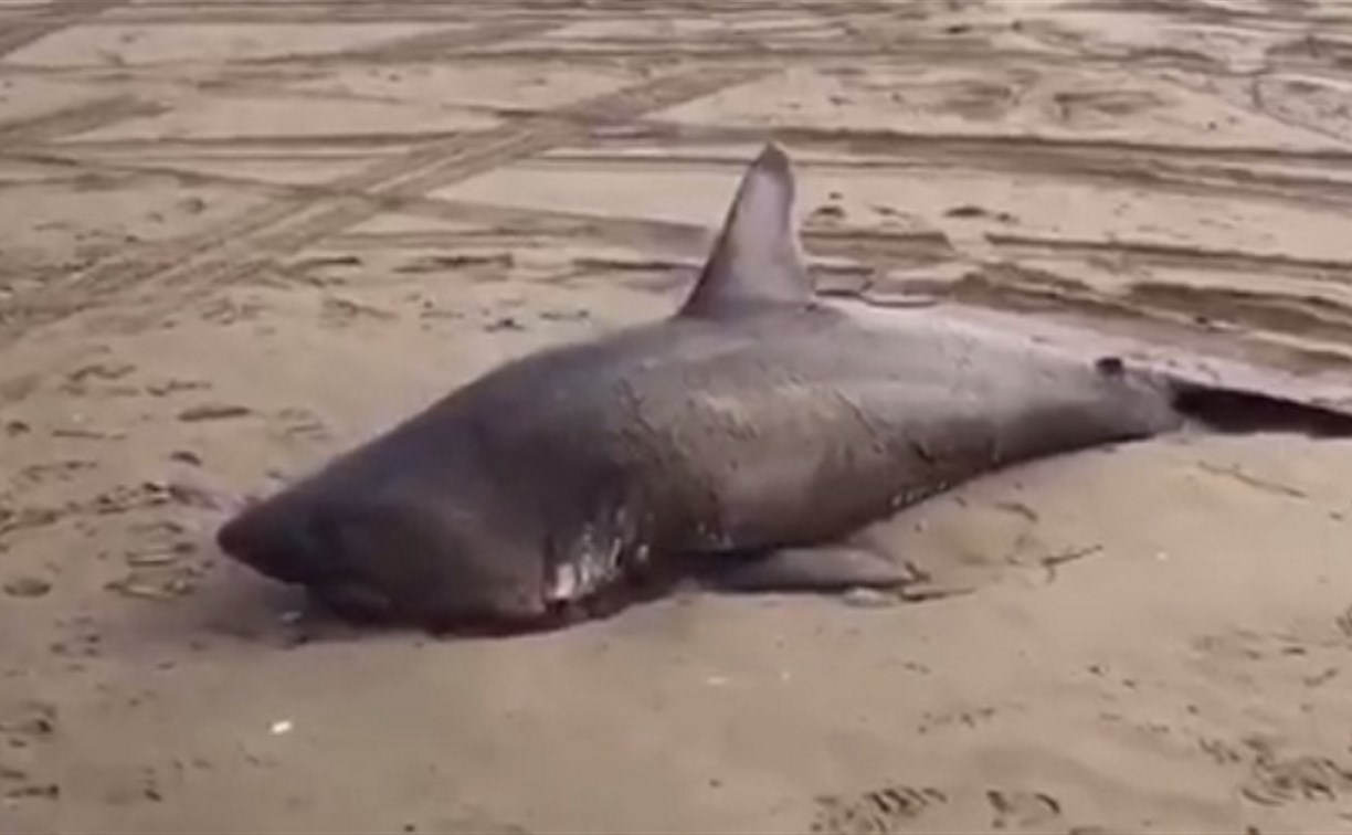 Лососевую акулу обнаружили на берегу в Долинском районе