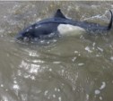 Спасенный на Сахалине «китенок» оказался дельфином