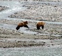 На Сахалине отстрелили медвежонка, которого прикормили люди