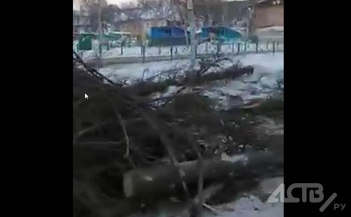 В новогодние каникулы в центре Южно-Сахалинска спилили хвойные деревья