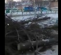 В новогодние каникулы в центре Южно-Сахалинска спилили хвойные деревья