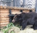 Медведи в сахалинском зоопарке готовятся к спячке