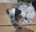 На Сахалине собаку завязали в мешок и выбросили умирать