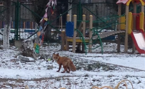 Лисица зашла в гости к южно-сахалинской «Красной шапочке»